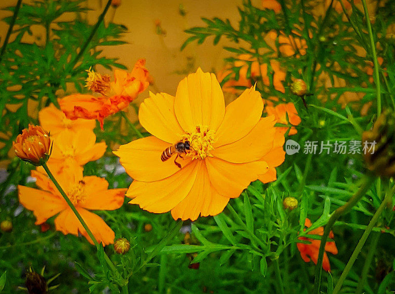 硫磺宇宙或kenikir或randa midang或硫磺宇宙或黄色或橙色宇宙花与蜜蜂